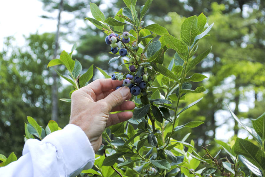 Blueberry Picking in Coastal Maine Filling Buckets at Spiller Farm Garden Collage