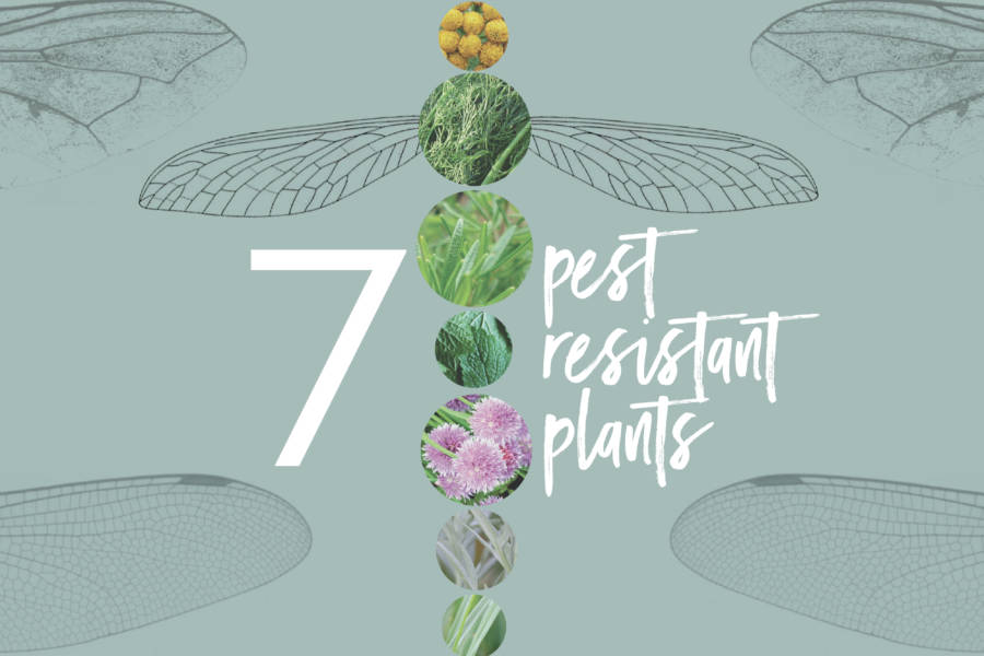 Bothered By Bugs? Try These PestResistant Plants Garden