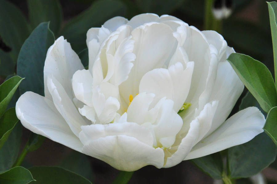 Love Peonies? White Peony Root Is Being Used As Herbal Medicine