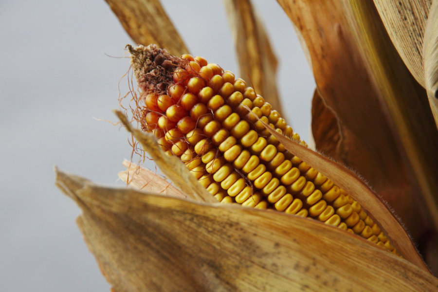 how-corn-influences-the-mayan-calendar-garden-collage