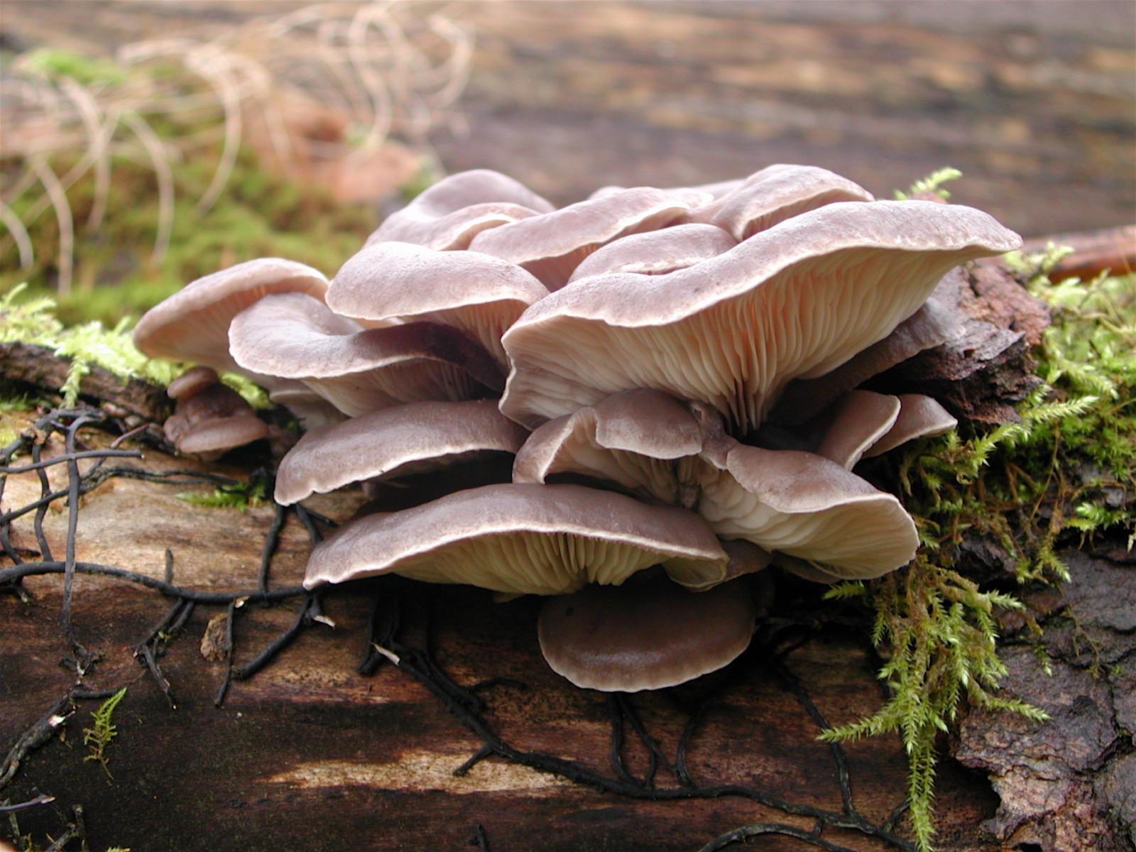 Необычные съедобные грибы горного Алтая