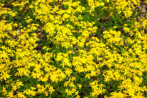 Ladybird Johnson Wildflower Center