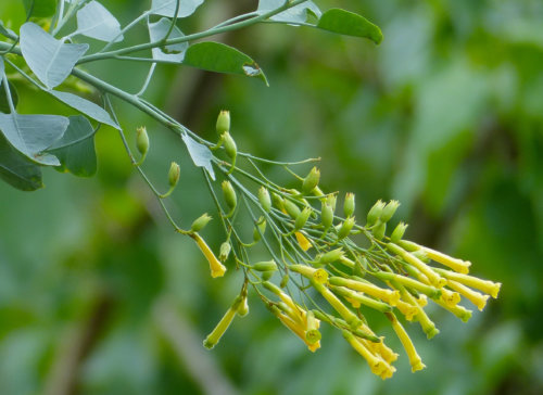 Wild Tobacco (Nicotiana glauca)