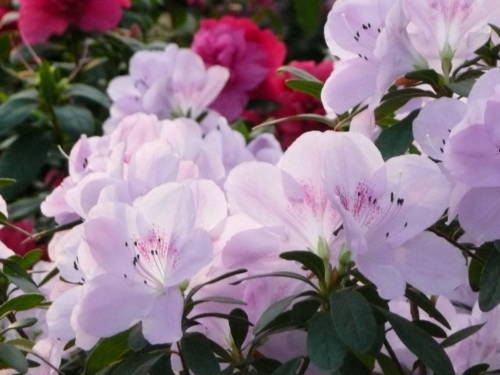 Azalea