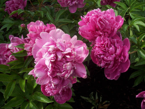peonies