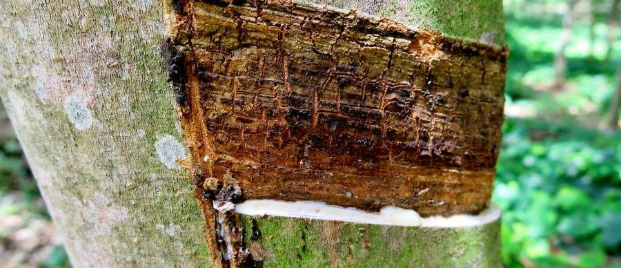 Design By Nature: The Origin of the Rubber Sole - Garden Collage Magazine