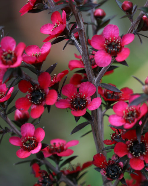 manuka-bush-philip-bouchard