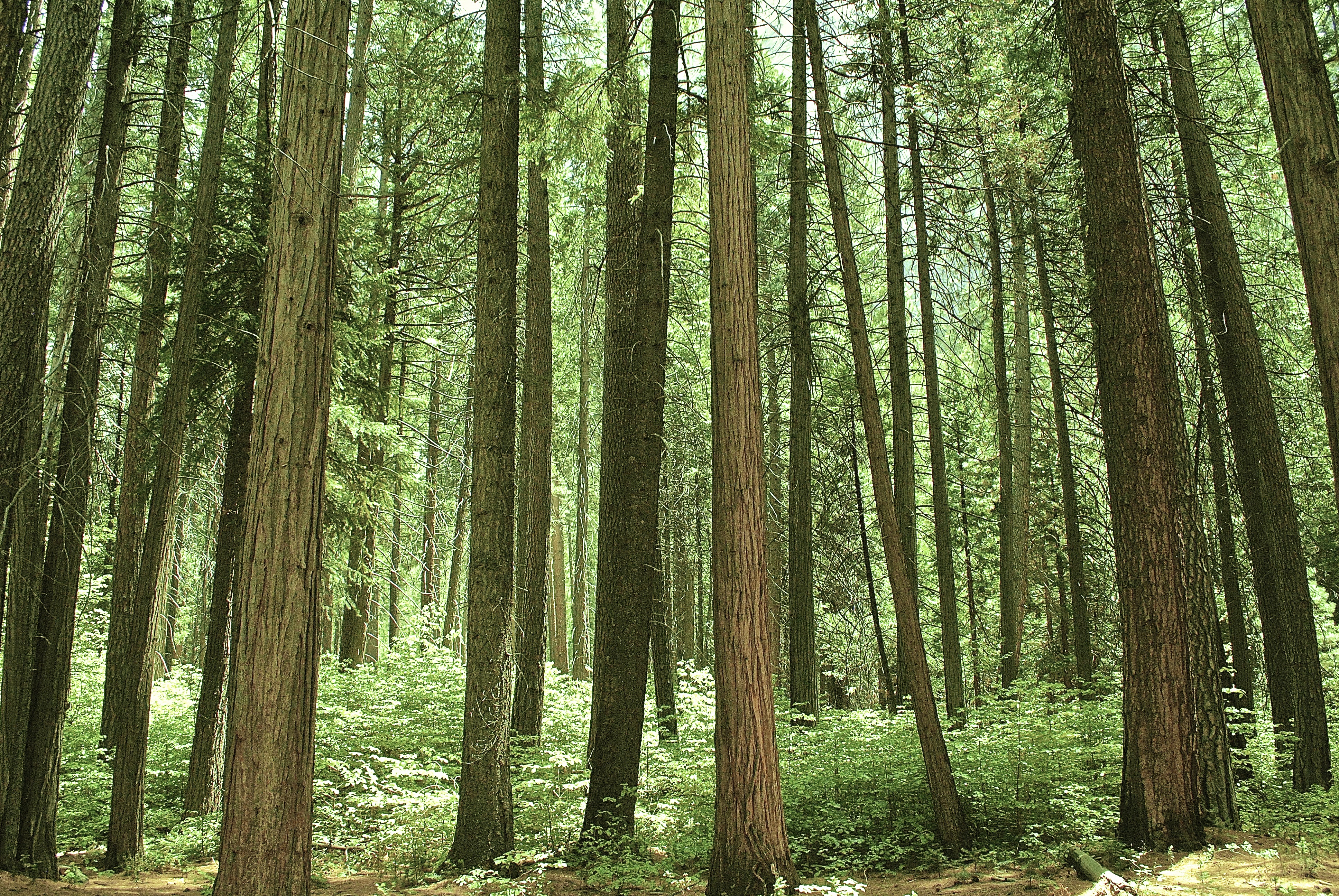 How the Japanese Constructed the World's Most Incredible Sound