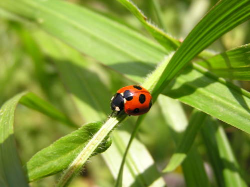 ladybug