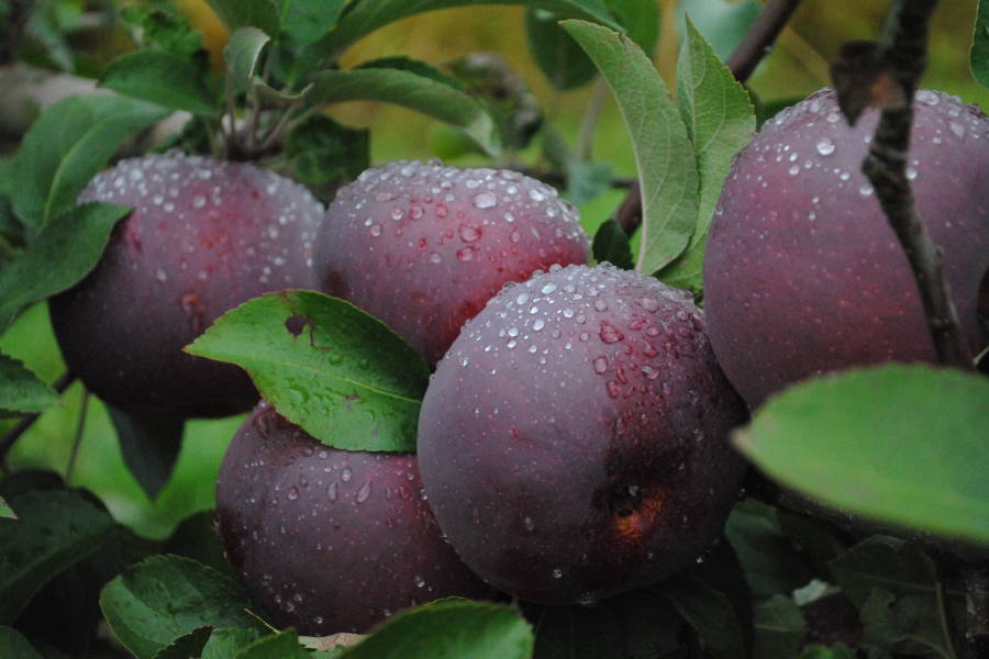 Why Do Students Give Apples To Teachers? Garden Collage Magazine