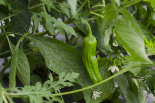 siena-farms_garden-collage_andreana-bitsis-11