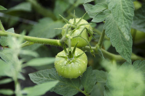 siena-farms_garden-collage_andreana-bitsis-14