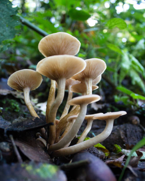 Citizen Science Mud Medicine