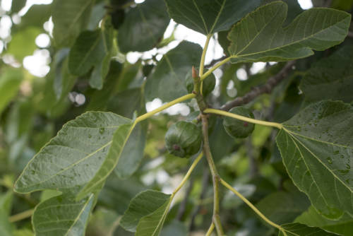 Sant Agnese Farm - © Andreana Bitsis for Garden Collage