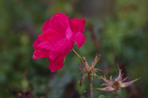 Sant Agnese Farm - © Andreana Bitsis for Garden Collage