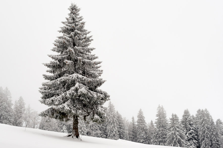 Where Did the Christmas Tree Come From? Garden Collage Magazine