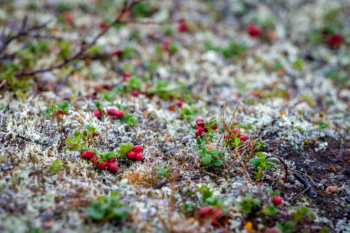 22068688449_4256223ab1_k