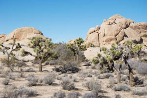 Joshua Tree