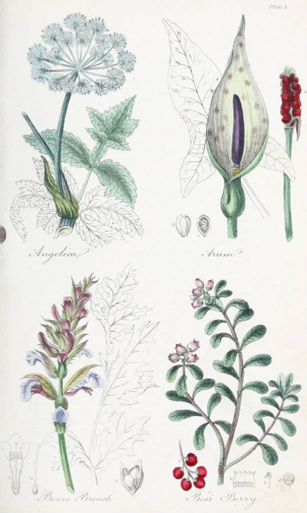 Botanical Drawing