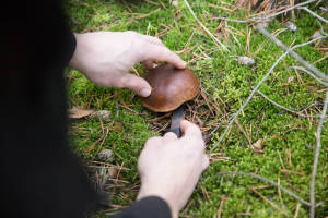Mushroom Foraging