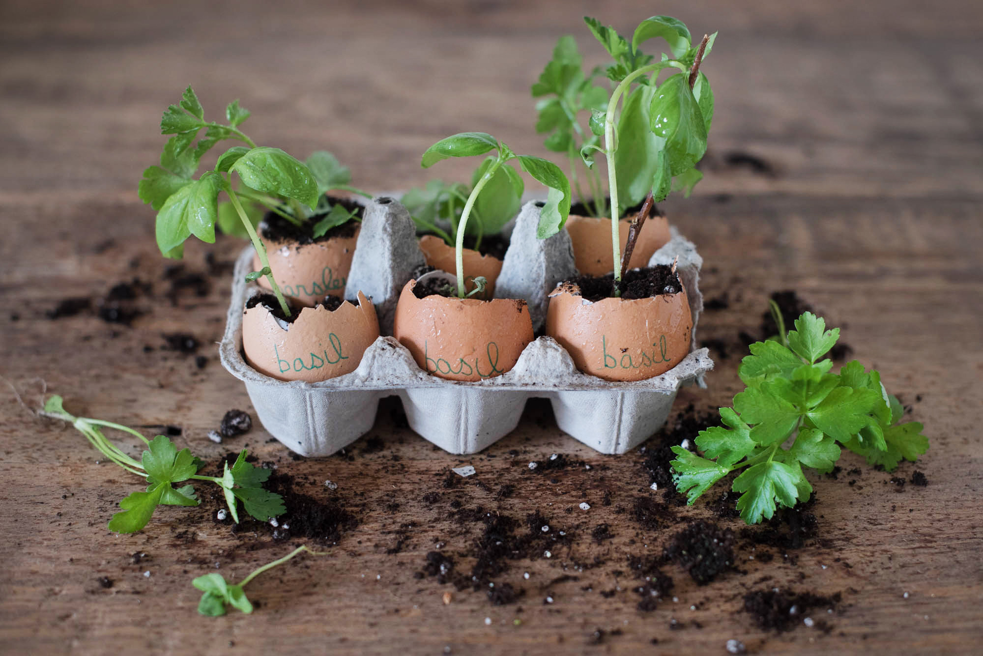 We Tried This: Egg Shell Planters - Garden Collage Magazine