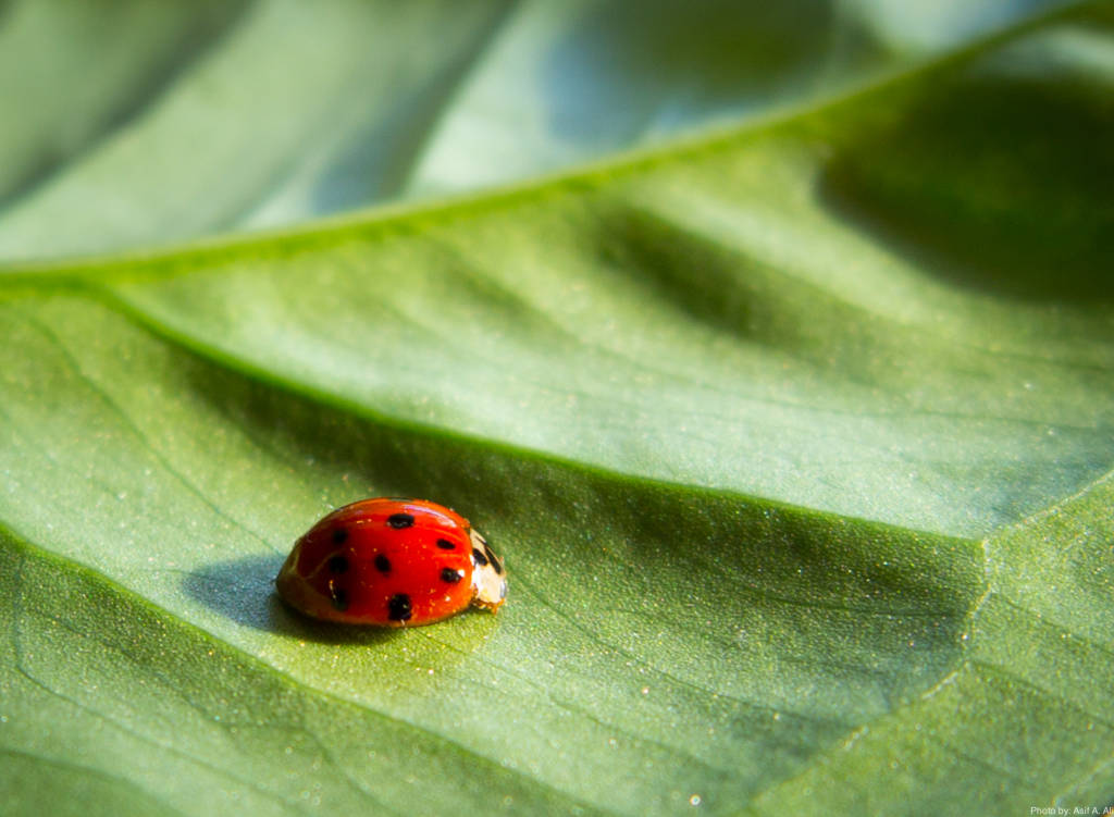 Ladybug Citizen Science
