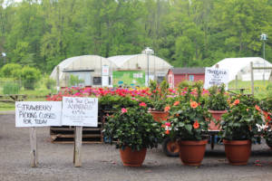 Terhune Orchards