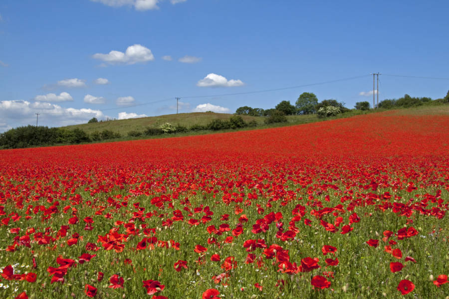 Poppies: The Symbol of Memorial Day - Garden Goddess Sense and  Sustainability: A Saratoga Garden Blog