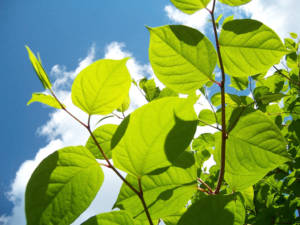 knotweed