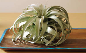 The Nest -- Air Plants