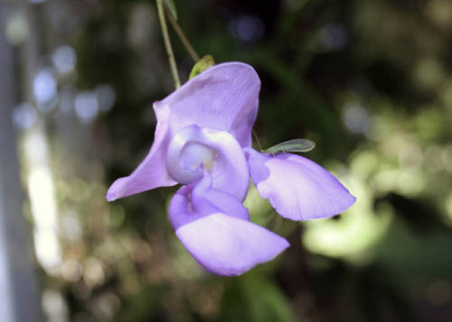 Andrea Young Snail Flower 1