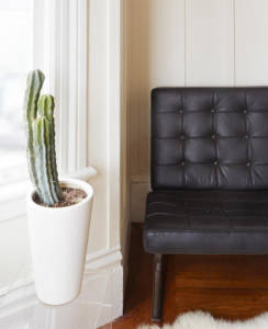 The Nest -- Cactus Home