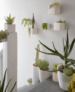 The Nest -- Cactus Home