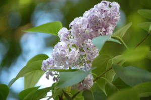 4586752547_c7be05e8e9_o