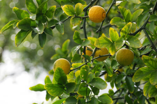 citizen science lemon