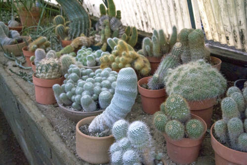 Moorten Botanical Garden