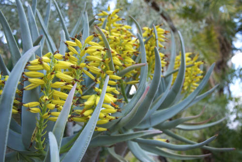 Moorten Botanical Garden