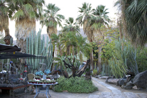 Moorten Botanical Garden