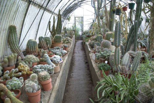 Moorten Botanical Garden