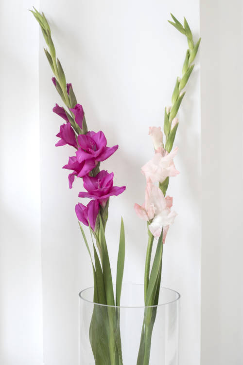 Gladiola In Copy