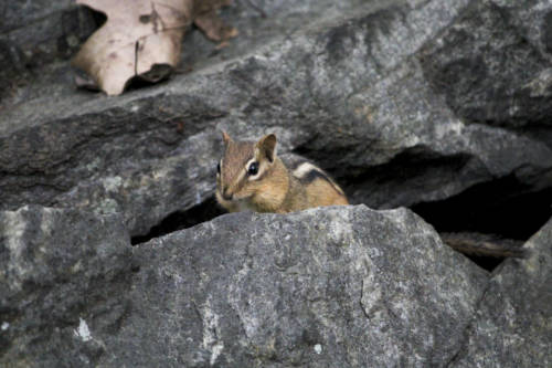 Rockefeller Preserve