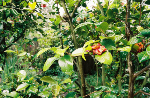 Brooklyn Girl Camellia