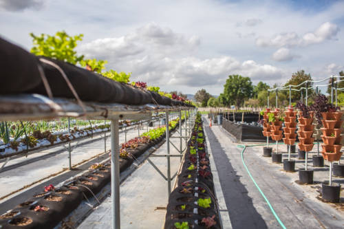 LoghanCallFavorites-0072