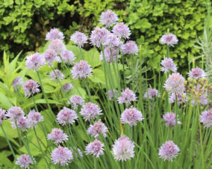 Sherman Creek Park3-cropped