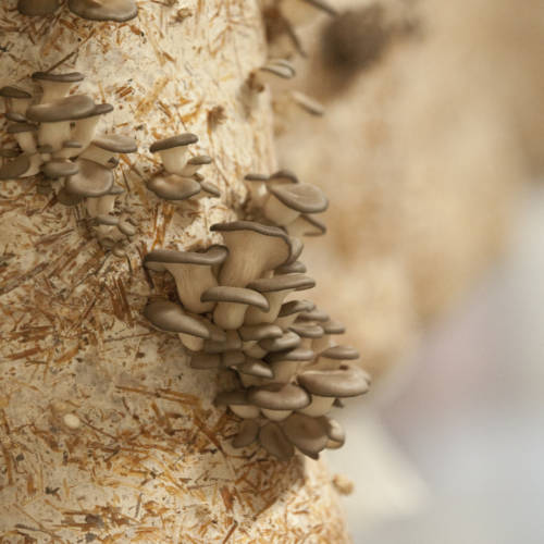 open minded organics-12