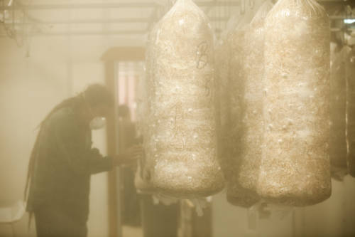 open minded organics-15