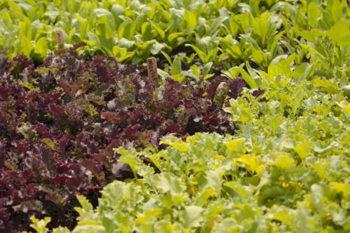 open minded organics-31