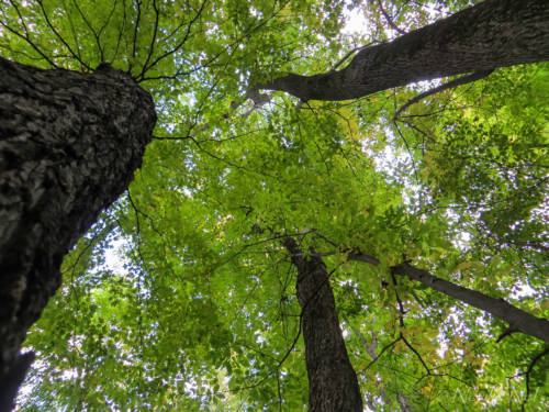 The last green spurt