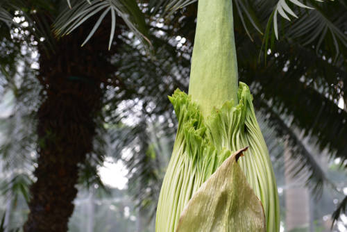 1July 27, 2016 closeup - corpse flower (Amorphophallus titanum) at U.S. Botanic Garden