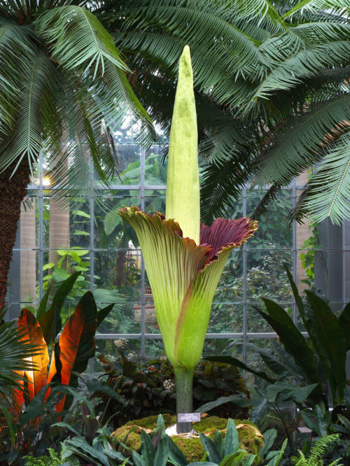 1Peak bloom 2013 - corpse flower (Amorphophallus titanum) at U.S. Botanic Garden